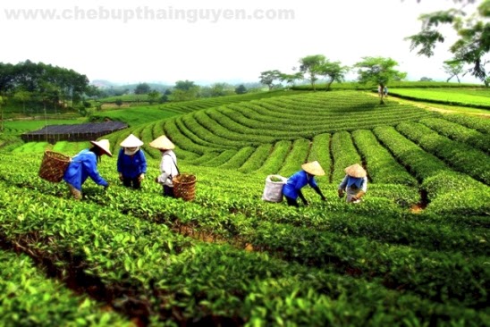 giá chè thái nguyên chính gốc