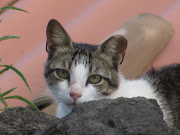 . marcar todos os gatos selvagens capturados antes de ser libertados. (corte de orelha)