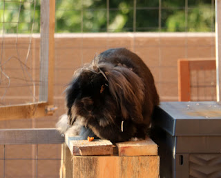 Sassy eating her treat and exploring