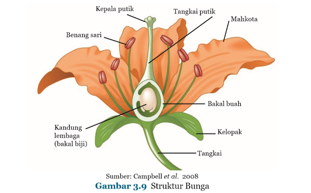 Gambar Struktur Bunga