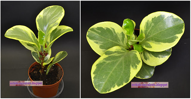 Peperomia obtusifolia ‘Variegata’, Πιπερόμοια η αμβλύφυλλη ποικ. ‘Ποικιλόχρωμη’