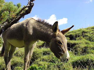 Donkey Wallpapers