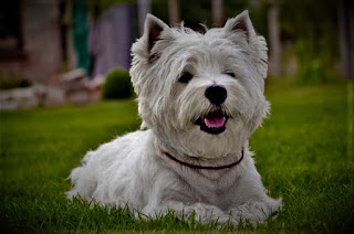 West Highland White Terrier history The West Highland White Terrier was born in Scotland - the inhabitants of this beautiful mountain country valued these small dogs first, for their ability to catch rats, badgers, foxes, and otters, and secondly - for their cheerful, cheerful temper. Catching rodents in barns and pantries was a very important business, as the quality and quantity of food, depended on the life of the family in winter. The West Highland White Terrier has the same roots as the dandy dinmont terrier, Sky Terrier, Scotch Terrier, and Cairn Terriers - all of them are considered different branches of the same breed.  The earliest evidence of the appearance of the West Highland White Terrier dates back to the 16th century when James I of the Scrimjour clan gave one such dog to the King of France. Moreover, in those distant times, the breed did not have a pure white color of wool, and dogs could be of different shades. However, there is a legend that tells why all colors remained only white.  One day, Colonel Malcolm from the town of Poltalloch hunted and saw a fox hiding behind a pyramid of stones. He shot and killed the animal. However, coming closer the colonel saw that it was not a fox, and his dog - since then, the West Highland Terrier also acquired the word white (white) in the name of the breed.  Colonel Malcolm, being an enthusiastic breeder and an influential man, set about eradicating other breeds so that such cases could not happen in principle. After all, a snow-white dog can not be confused with a fox or a badger. The West Highland White Terrier was recognized by England Kennel Club under its current name in 1906. He was also formerly known as the Poltalloch Terrier and the Pink Terrier.   Characteristics of the breed popularity                                                           08/10  training                                                                05/10  size                                                                        02/10  mind                                                                     05/10  protection                                                          10/10  Relationships with children                         10/10  Dexterity                                                             06/10     Breed information country  Scotland  lifetime  12-16 years old  height  Males: 34-41 cm Bitches: 34-41 cm  weight  Males: 7-10 kg Suki: 7-10 kg  Longwool  Short  Color  White  price  600 - 2000 $  description West Highland White Terrier - these are small dogs, with a strong physique, and sometimes can be prone to excess weight. The head is round, the muzzle is short, with a lush mustache, and the ears are standing triangular, small. The limbs are medium, and the tail is medium. The wool is wavy and white.     West Highland White Terrier dog history, breed information, description, personality, teaching, common diseases and care.  personality The West Highland White Terrier is a very funny, fun, and cheerful breed. They are also called abbreviated and affectionate - dog "lead." These dogs are always happy to play, they like to fool around and have fun, and they do not need company. The animal may well find occupation on its own, if he will have a toy, a stick, a plastic bottle - in principle, it does not matter what. Even soft toys are quite suitable.  Therefore, it is better to put soft toys in such a place that the dog did not get to them. Better yet, to highlight a few soft toys, and be prepared for the fact that it will tear them apart with a happy look - affects the hunting past. Breed lead loves walks and has a lot of energy, so you need to pay attention to active games.  This little terrier can be very opinionated, despite its modest size being bold and having your own opinion regarding your wishes or commands. His playful temper can sometimes be snooty when it comes to other dogs on the walk or people he for some reason did not like.  In order to make the character more harmonious, it requires proper education and early socialization, as well as most other breeds of dogs. Basically, bullying towards other dogs manifests itself as same-sex aggression, but with strangers' negative attitudes - a rare phenomenon, but possible. If they are friends of the family who came to visit you, most likely the dog will try to make friends with them, will be positive, and will try to play.  The breed of West Highland White Terrier is good for children, in large part because it sees them as like-minded in terms of games. These dogs are always happy to play and generally have fun and will go with you to the end of the world, curiously learning all around. They are delighted with the adventures, new places, people, walking in the park, or going to visit. Members of their family are affectionate, but sometimes their self-confidence can be a problem. For example, when a dog at all costs wants to sleep with you in the same bed, and can not even imagine that you - against.     West Highland White Terrier dog history, breed information, description, personality, teaching, common diseases and care.  teaching Training can be difficult because of the assertive, self-confident nature of the dog. Especially causes them stubbornness and desire to fight abuse, injustice, and boring, monotonous, long occupations, when the owner himself does not show flexibility and does not know how to find an approach to the animal.  That is, you have to be a consistent and assertive owner who knows what he wants and knows how to achieve his, but at the same time maintain adequacy, not be nervous, and have patience. In addition, you can not do without a sense of humor with this breed. They need to train basic teams, focus on cancellation commands, and constantly monitor behavior to form the right character and thereby rid themselves of a lot of unnecessary problems.  As we have said above, first of all, you will need to fight with self-confidence and sometimes even too brazen character. Classes do not need to do too long, alternate them with game tasks in which you can weave commands.     care The West Highland White Terrier is a breed of dog with wavy hair that will require you to comb 3 times a week. And maybe haircuts. These animals need not only be calculated but also combed, disassembling the tangled areas with your fingers. Bathing a dog is required at least once a week, but it is better more often, as most likely it will have close contact with you and your children, and perhaps even sleep in the same bed. The claws are trimmed 3 times a month, the eyes are cleaned daily, and the ears - 3 times a week.     Common diseases Breed lead has health problems, although, do not think that buying a dog, all these sores will fall like snow on your head - not at all. But some of them, indeed, can manifest themselves:  craniomandibular osteopathy; Legg-Calve-Perthes disease (Legg Calve Of Perth); cataract; pulmonary fibrosis: This disease is also known as "lung disease to lead." This disease leads to scarring on the supporting tissue in the air sacs and connective tissue of the lungs. Further, the lungs lose elasticity, which prevents the normal flow of oxygen into the blood. Symptoms: may include loss of stamina, rapid breathing, crackling in the lungs, dry cough, shortness of breath, and shortness of breath. They manifest differently in different dogs, and many individuals do not show the disease for many years. Pulmonary fibrosis can lead to heart failure and other diseases. Prevention: there is no cure today, and the prognosis is always negative, so prevention is crucial. Preventing any respiratory infections, limiting exercise, and maintaining a healthy weight (or weight loss for overweight dogs) are key. The disease is sometimes treated, by keeping cool in the house and using bronchial extenders. Treatment is more successful if the disease is diagnosed at an early stage before the scars get out of control; knee dislocation - also known as compressed knee joints; hip dysplasia - this breed is not very common.
