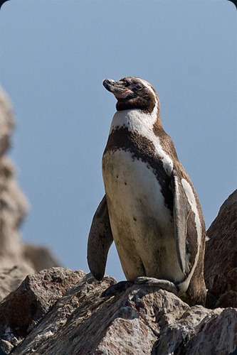 humboldt_penguin