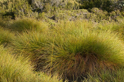 Buttongrass (Gymnoschoenus sphaerocephalus) 