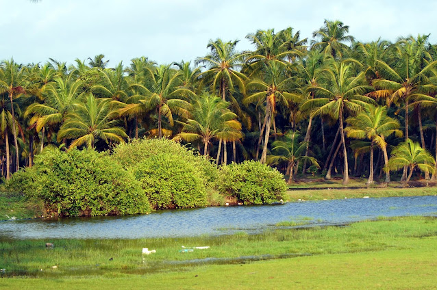 Kerala Nature Images