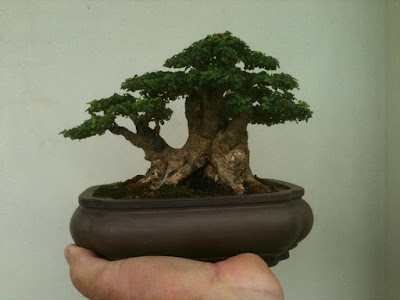 Pohon Bonsai Ligustrum