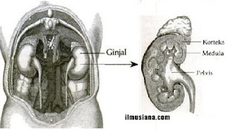  yang ada digunakan untuk mengeluarkan zat sisa hasil metabolisme Sistem Ekskresi Pada Manusia