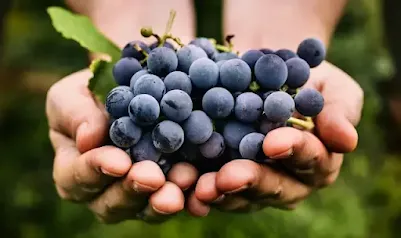 The benefits of eating grapes at night for weight loss