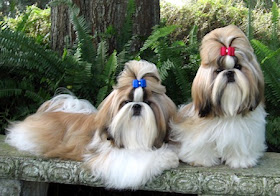 Shih Tzu Pictures and Wallpapers