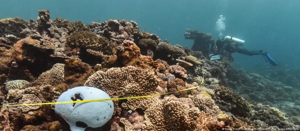 Gran Barrera de Coral sufre blanqueamiento jamás registrado