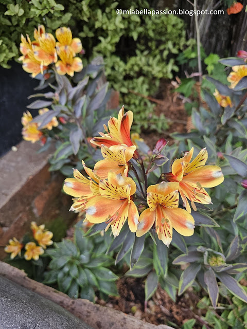 Alstroemeria