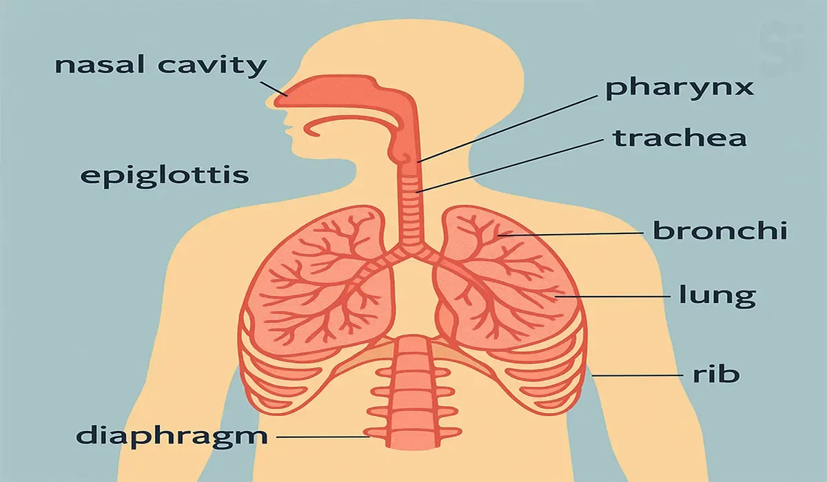 What-is-Respiratory-Tract
