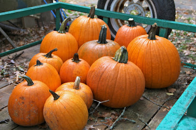 pumpkins to be carved