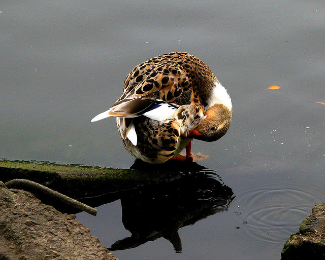 Beautiful Ducks 7