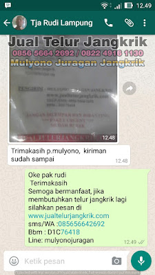 Testimoni 2 Jualan Telur Jangkrik Laris Pelanggan Bahagia