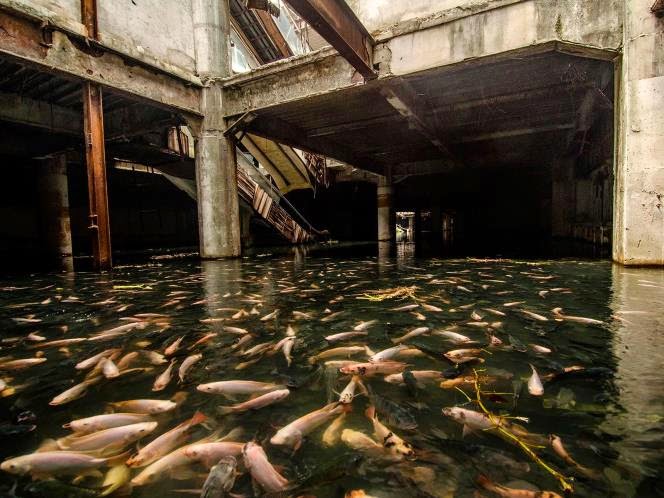 Abandoned Shopping Mall Becomes Koi Pond In Bangkok