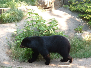 Ours se promenant dans son enclos