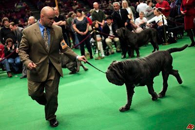 Dog Show