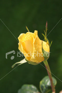 single yellow rose