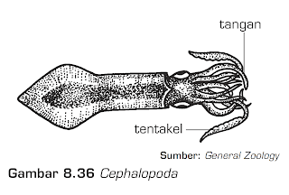 Phylum Mollusca (Hewan Lunak)  MATERI  SOAL BIOLOGI SMP 