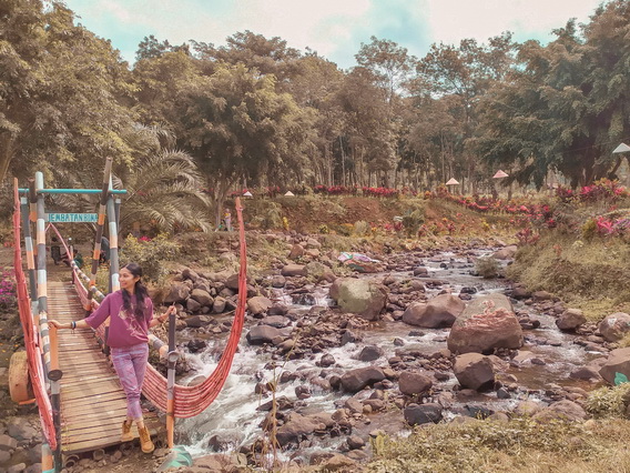 agrowisata gunung pasang jember