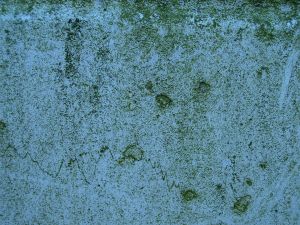 mold removal Atlanta