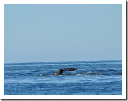 tofino 027