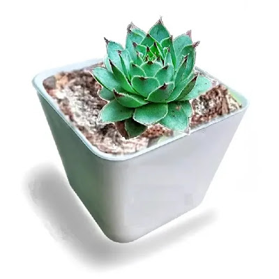 Echeveria Fire Dragon Succulent Plant with Pot | Best Succulent Plants Online in India | Best Desk Plants for Office
