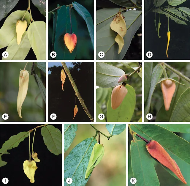 รายชื่อต้นไม้ สกุลบุหรง Dasymaschalon วงศ์กระดังงา Annonaceae ของไทย