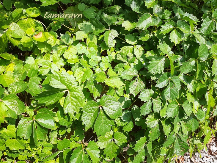 Девичий виноград триострённый (Parthenocissus tricuspidata)