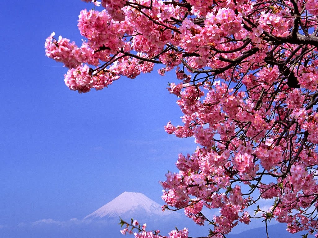 Indahnya sekuntum sakura | The New Beginning