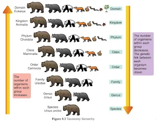 Linnaeus Hierarchy System