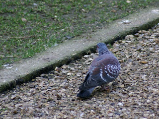 Pigeon roussard - Pigeon de Guinée - Columba guinea