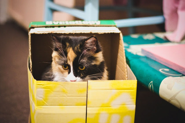 gatos-amor-a-cajas