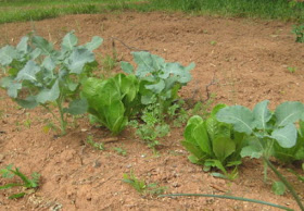 Mixed bed of early salad crops