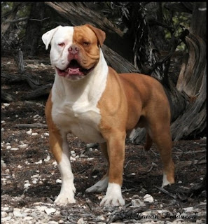 American Bulldog-dog-pet-dog breeds