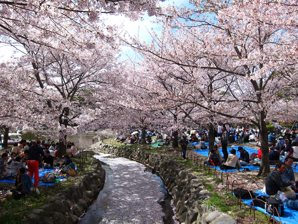Hanami, Tradisi Jepang Sambut Mekarnya Bunga Sakura ...