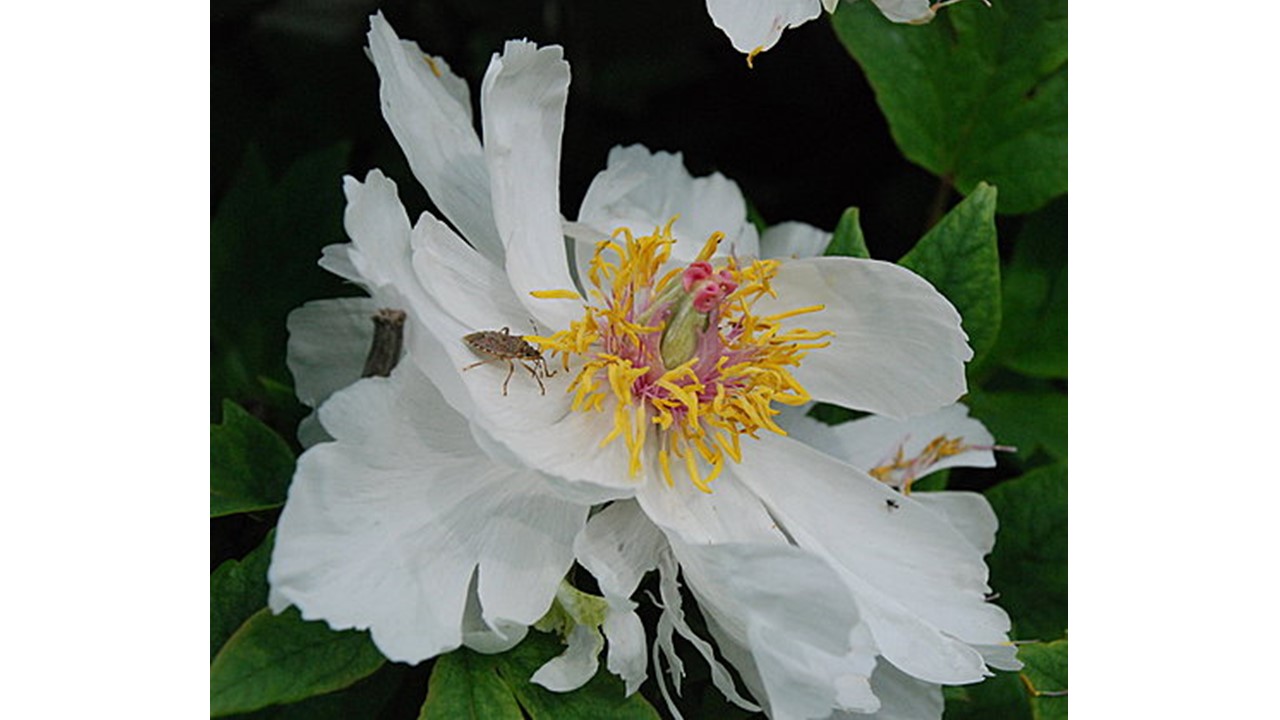 拈花惹草集 牡丹 芍藥 Tree And Herbaceous Peony