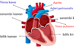 Jantung dan Pembuluh Darah, Materi IPA SMP Kelas 8 Kurikulum Merdeka