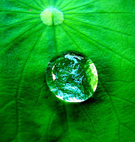 Water drop on a leaf