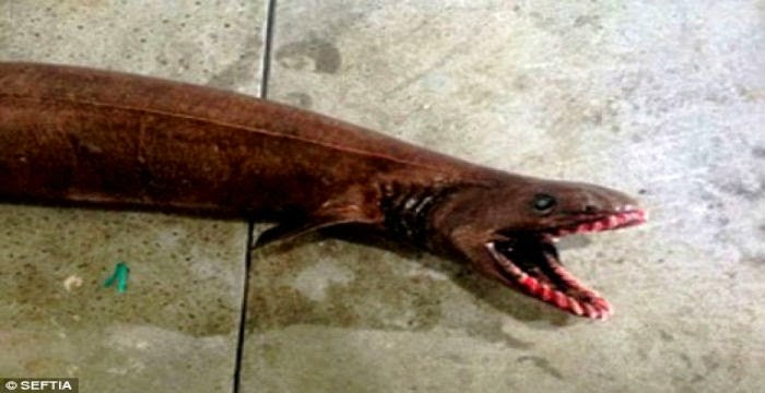 Αυστραλία: Ψάρεψαν ζωντανό προϊστορικό καρχαρία!!! κατι δεν πάει καλά σε αυτό τον πλανήτη!
