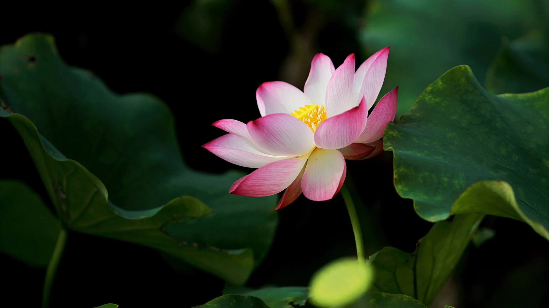 lotus pink flower with big leaves and flowers