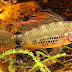 Apistogramma sp "Breitbinden" en su hábitat natural