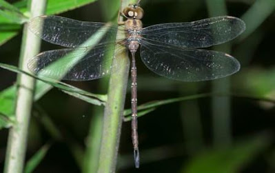 Capung G. interrupta