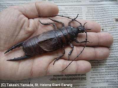 St. Helena Giant Earwig