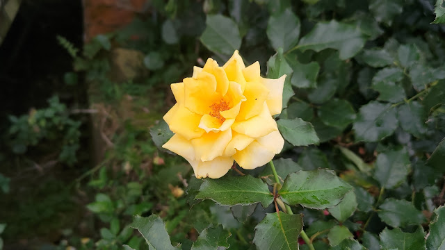 太平雲梯 - 庭園玫瑰