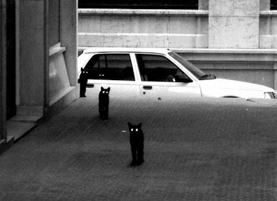 Cats Seen On www.coolpicturegallery.us