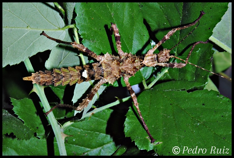 Ninfa hembra L5 de Trachyaretaon sp. "Negros", 6 cm de longitud