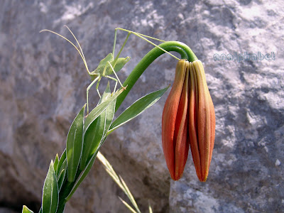 Лилия халцедонская / Лилия халкедонская (Lilium chalcedonicum)